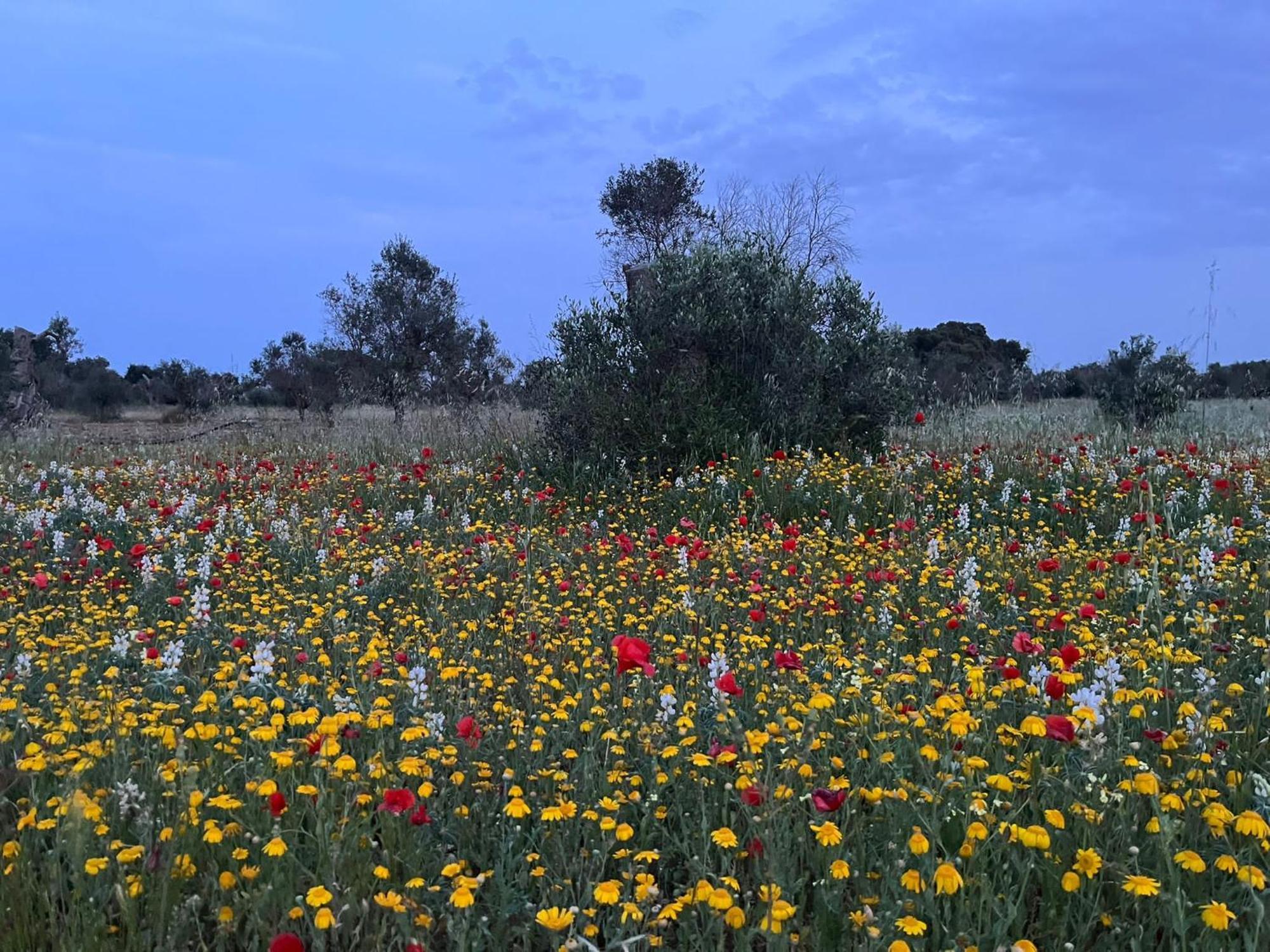 Agriturismo Villa Coluccia Martano Eksteriør bilde